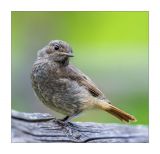 getphpbbimage.php?id=241319