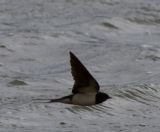 getphpbbimage.php?id=241433