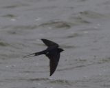 getphpbbimage.php?id=241434