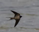 getphpbbimage.php?id=241435