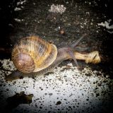 getphpbbimage.php?id=241525