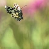 getphpbbimage.php?id=242111