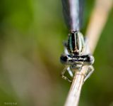 getphpbbimage.php?id=242147