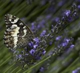 getphpbbimage.php?id=242154