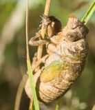 getphpbbimage.php?id=242308