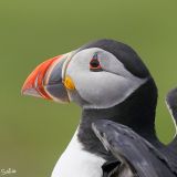 getphpbbimage.php?id=242380