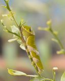 getphpbbimage.php?id=242407