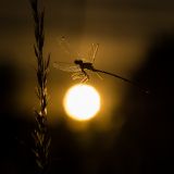 getphpbbimage.php?id=242525