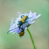 getphpbbimage.php?id=242586