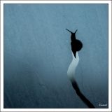 getphpbbimage.php?id=242590