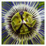 getphpbbimage.php?id=242594