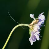 getphpbbimage.php?id=242762