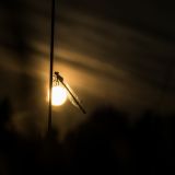 getphpbbimage.php?id=242802