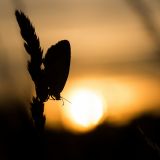 getphpbbimage.php?id=242803