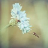 getphpbbimage.php?id=242891