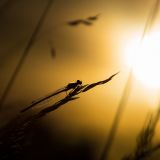 getphpbbimage.php?id=242922