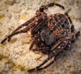 getphpbbimage.php?id=243016