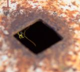 getphpbbimage.php?id=243188