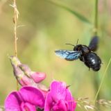 getphpbbimage.php?id=243220