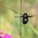 getphpbbimage.php?id=243221