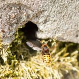 getphpbbimage.php?id=243223