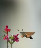 getphpbbimage.php?id=243279