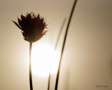 getphpbbimage.php?id=243301