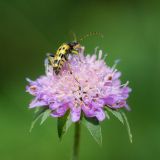 getphpbbimage.php?id=243374