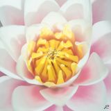 getphpbbimage.php?id=243410