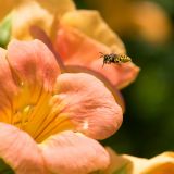 getphpbbimage.php?id=243530