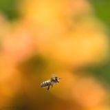 getphpbbimage.php?id=243563