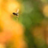 getphpbbimage.php?id=243564