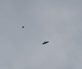 getphpbbimage.php?id=243661