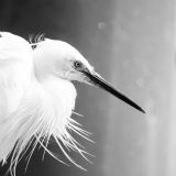 getphpbbimage.php?id=244078