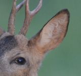 getphpbbimage.php?id=244145