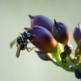 getphpbbimage.php?id=244157