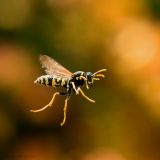 getphpbbimage.php?id=244202