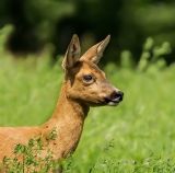 getphpbbimage.php?id=244443