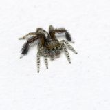 getphpbbimage.php?id=244515