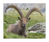 getphpbbimage.php?id=244603