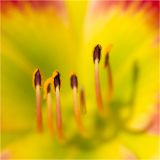 getphpbbimage.php?id=244697