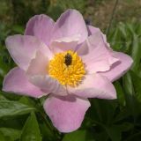 getphpbbimage.php?id=244877