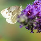 getphpbbimage.php?id=244958