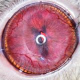 getphpbbimage.php?id=244963