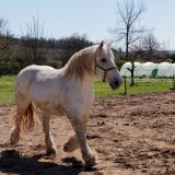 getphpbbimage.php?id=244992