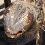 getphpbbimage.php?id=245006