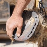 getphpbbimage.php?id=245009