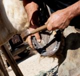 getphpbbimage.php?id=245010