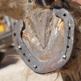 getphpbbimage.php?id=245011