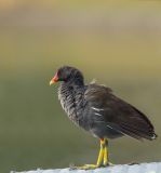 getphpbbimage.php?id=245023